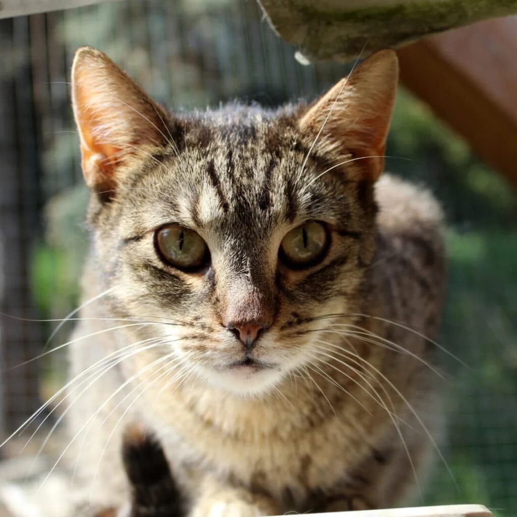 Polly, female Mixed Breed for adoption at Zatoulané štěstí