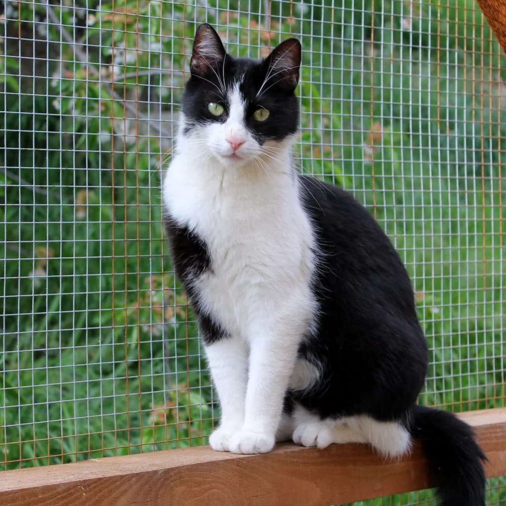 Robbie, female Mixed Breed for adoption at Zatoulané štěstí