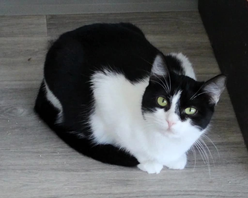 Rubby, female Mixed Breed for adoption at Zatoulané štěstí