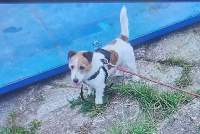Lunae, female puppy Jack Russell Terrier for adoption at Adoptamics