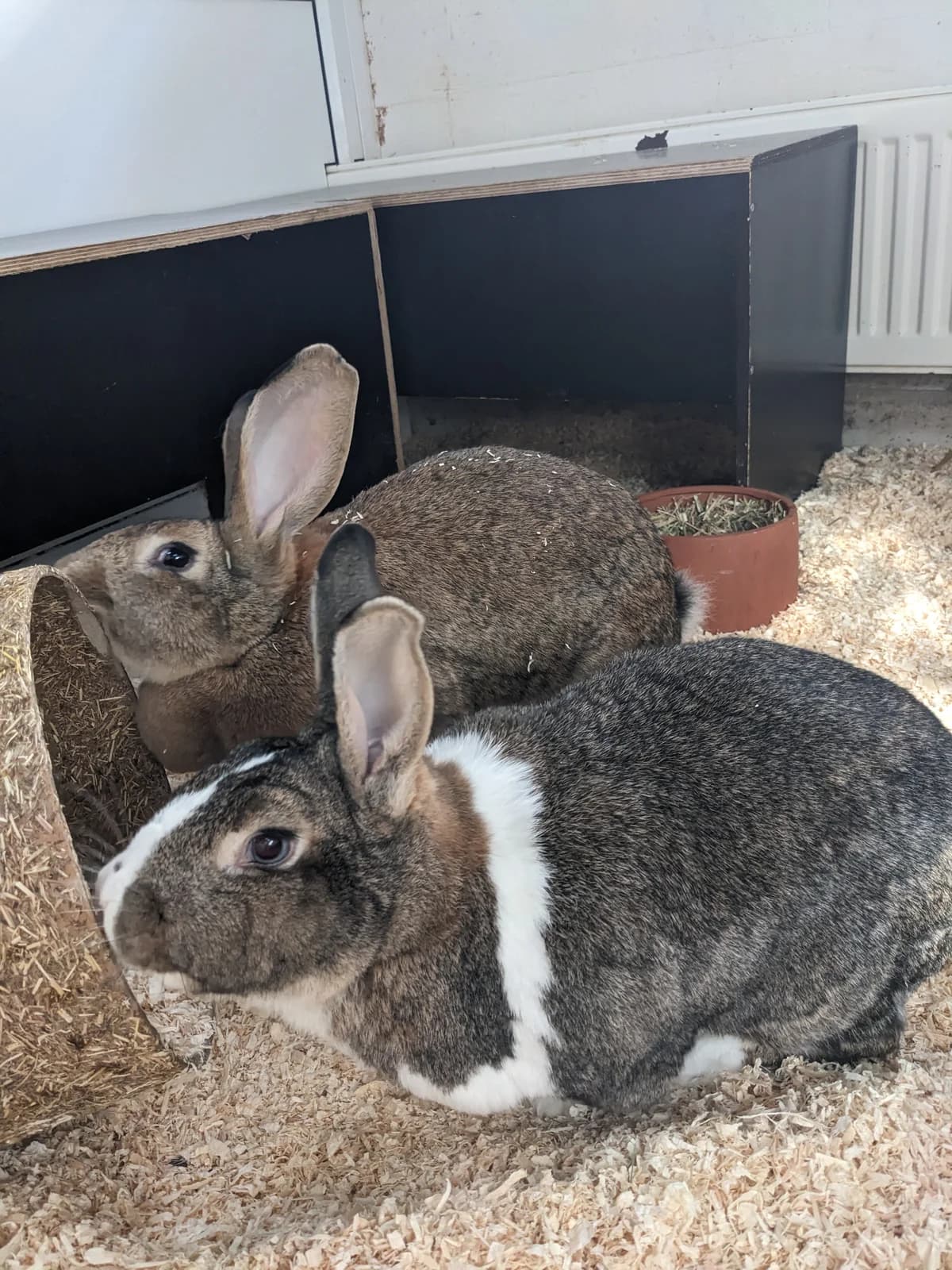 Johnny und Hildegard, male senior mixed breed for adoption at Tierheim Darmstadt, Darmstadt