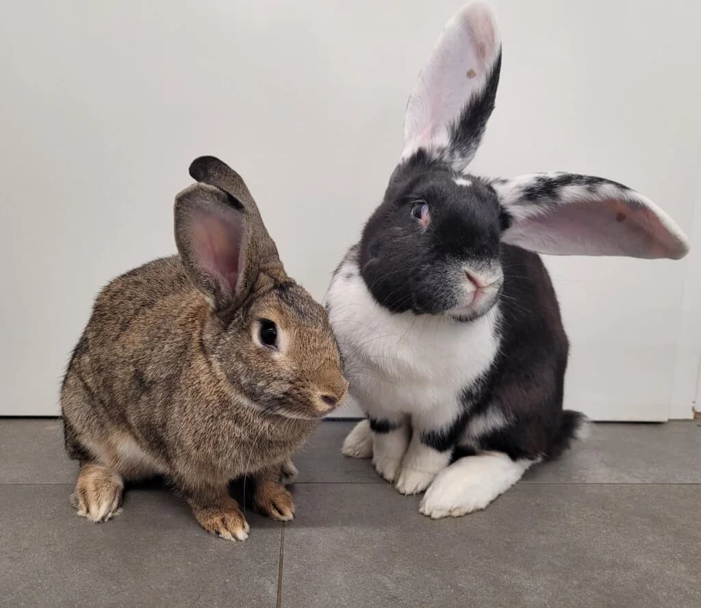 Maroni & Othello, 3yo mixed breed for adoption at Tierheim Düsseldorf, Düsseldorf