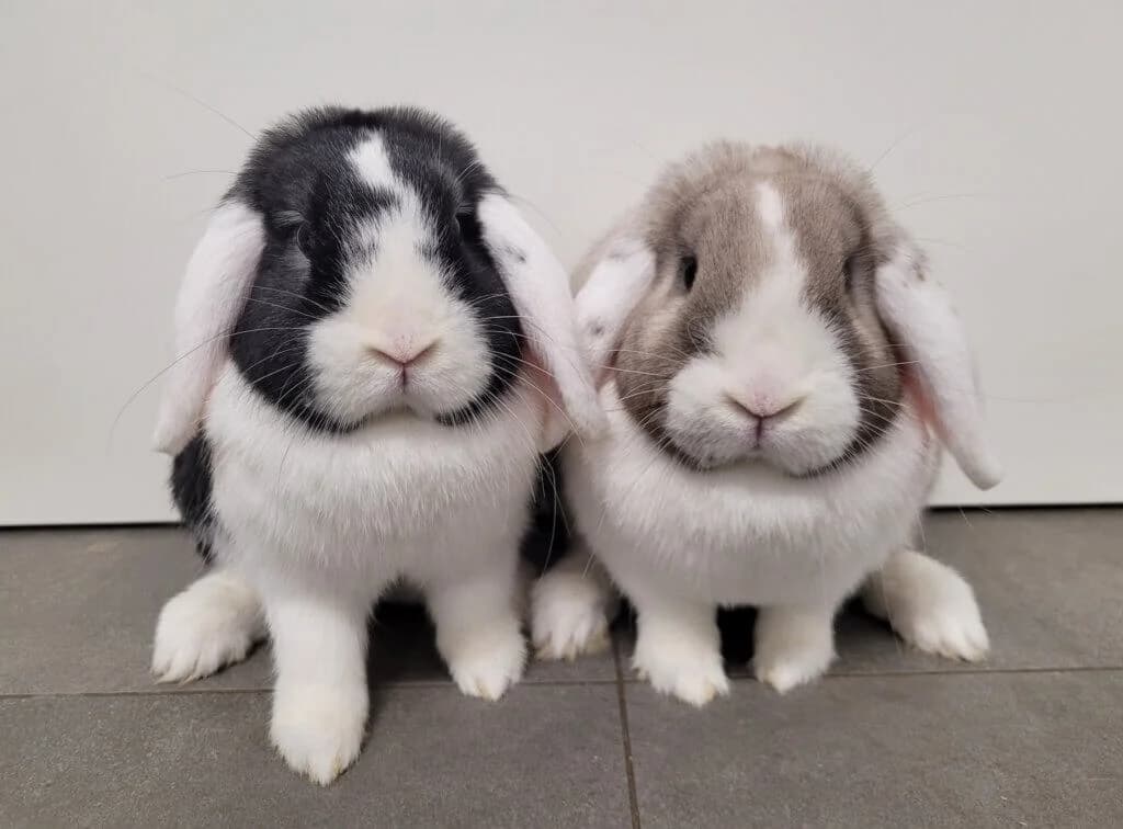 Victoria & Elisabeth (E.c. Kontakttiere), female 3yo mixed breed for adoption at Tierheim Düsseldorf, Düsseldorf