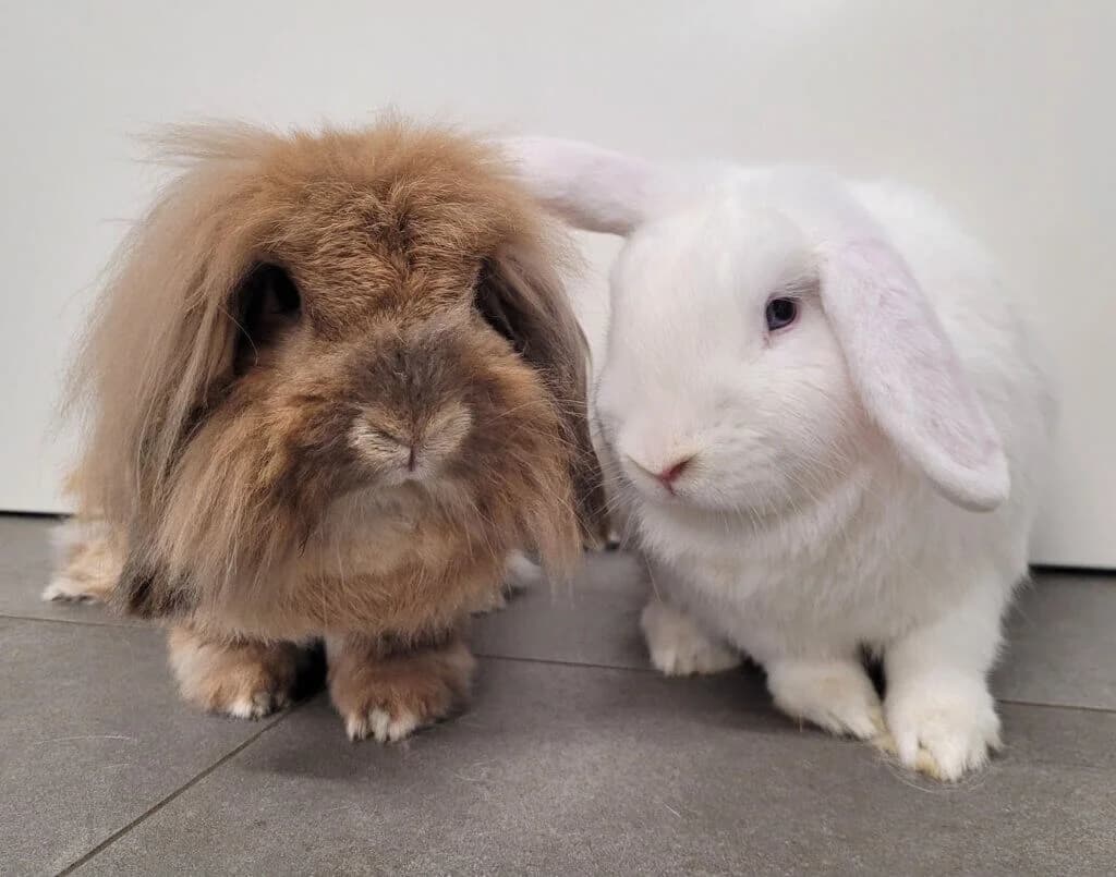 Laura & Nancy (E.c. positiv), weiß female 3yo mixed breed for adoption at Tierheim Düsseldorf, Düsseldorf
