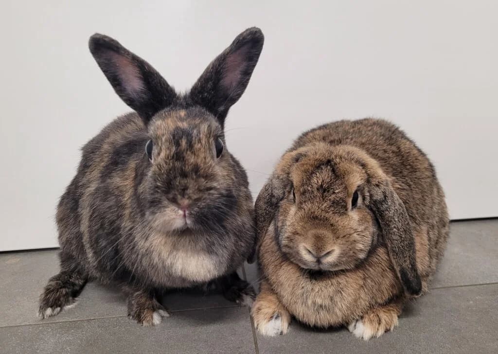 Romy & Sissi, female 3yo mixed breed for adoption at Tierheim Düsseldorf, Düsseldorf