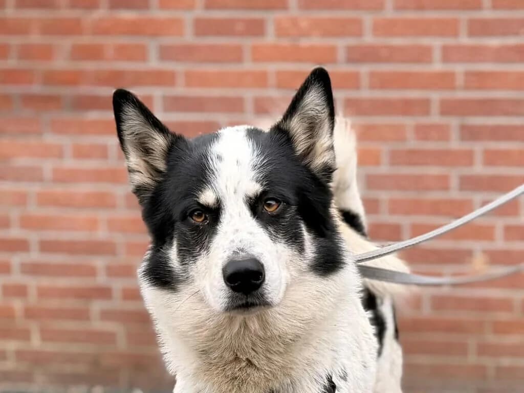 Maylo, male 3yo Husky for adoption at Tierheim Düsseldorf, Düsseldorf