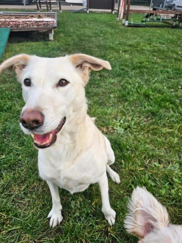 Bella, female senior Labrador Retriever for adoption at Tierheim Düsseldorf, Düsseldorf