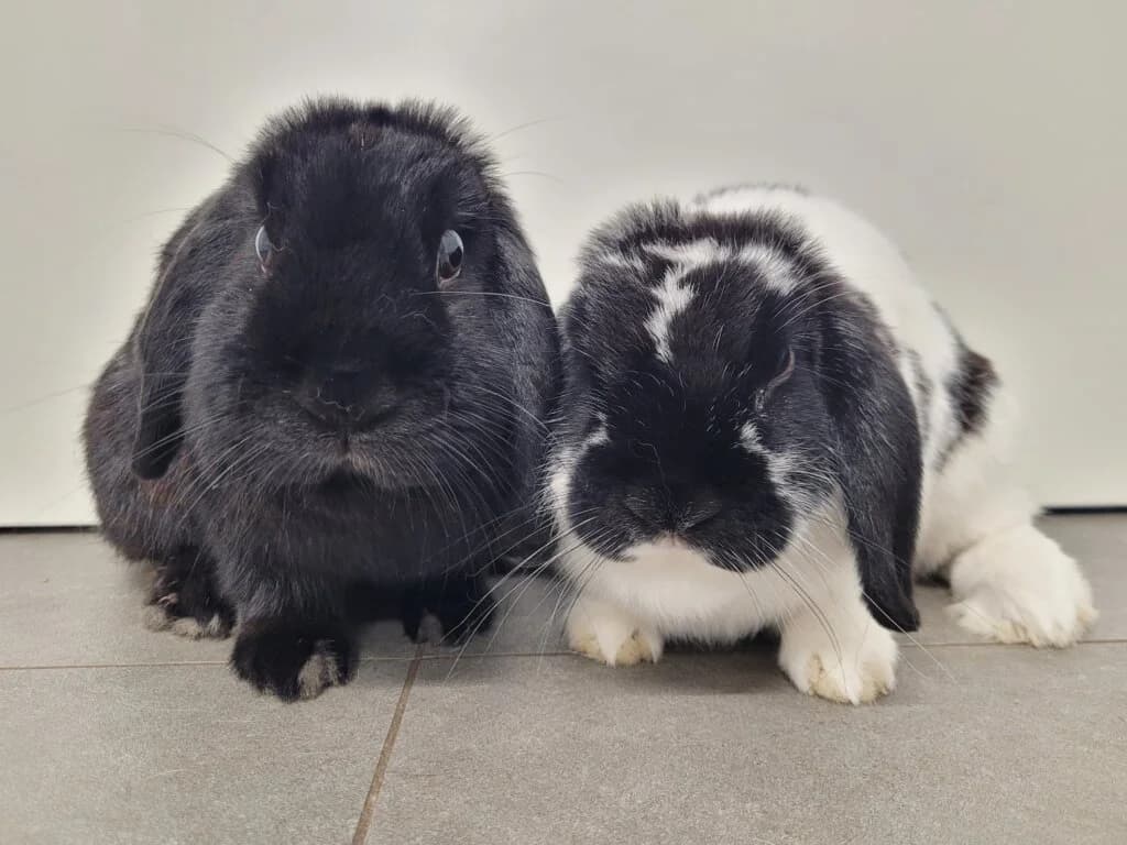 Nila & Milka *reserviert*, female 3yo mixed breed for adoption at Tierheim Düsseldorf, Düsseldorf