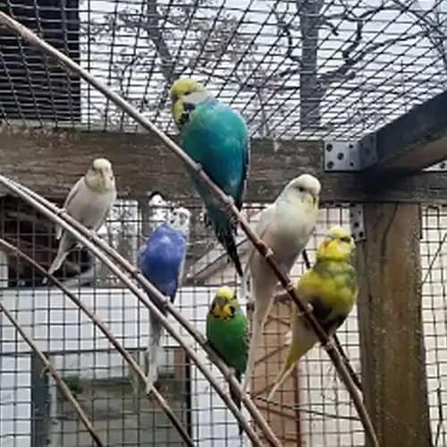 Wellensittiche, male mixed breed for adoption at Tierheim Darmstadt, Darmstadt