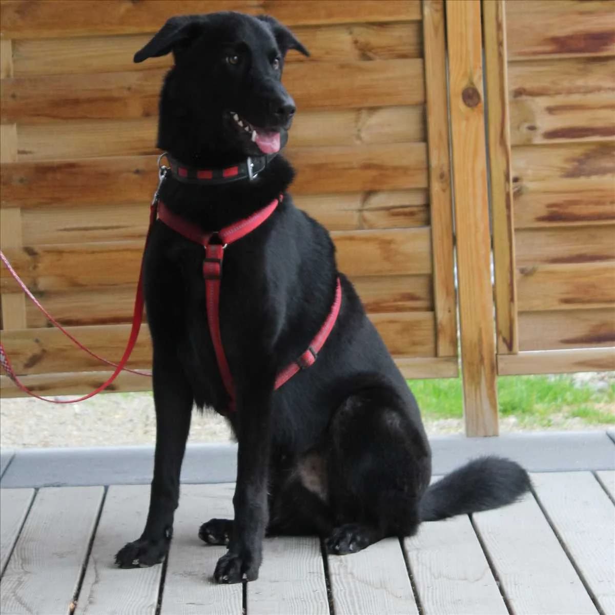 LOUIE, schwarz male senior Mixed Breed for adoption at Tierheim München, Munich