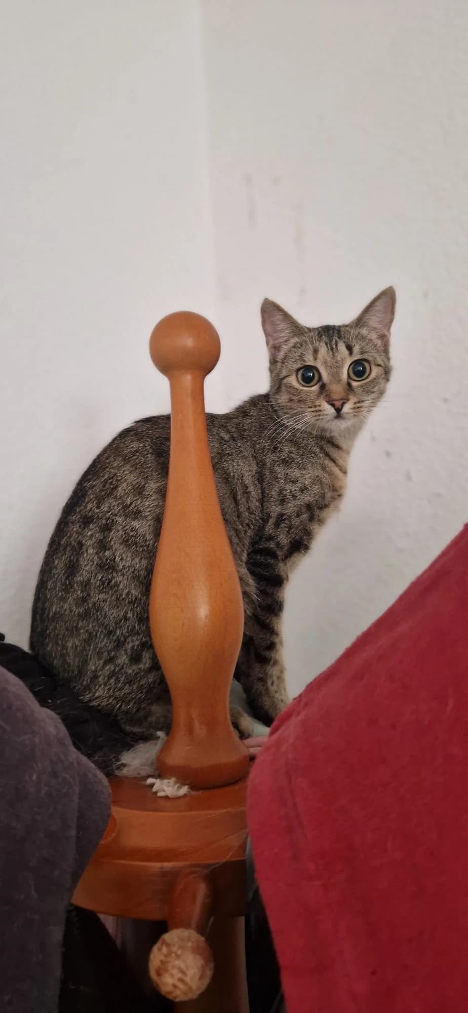 Notti, male young European Shorthair for adoption at Tierheim Darmstadt, Darmstadt