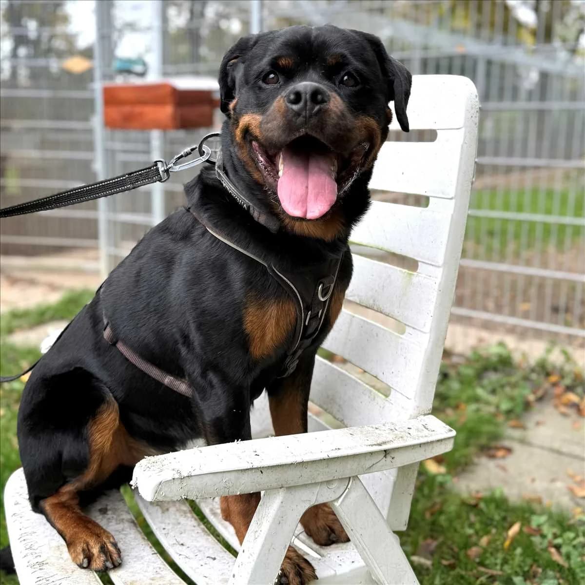 SMARTIE, schwarz, braun male 4yo Mixed Breed for adoption at Tierheim München, Munich