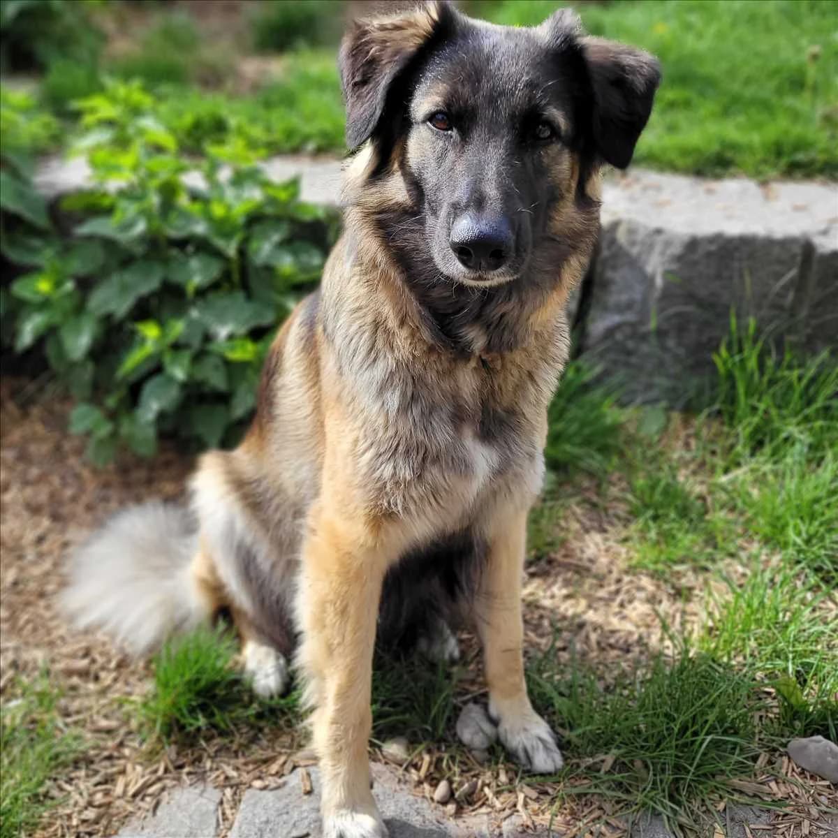ELA, braun, schwarz, schwarze Maske female 5yo Mixed Breed for adoption at Tierheim München, Munich