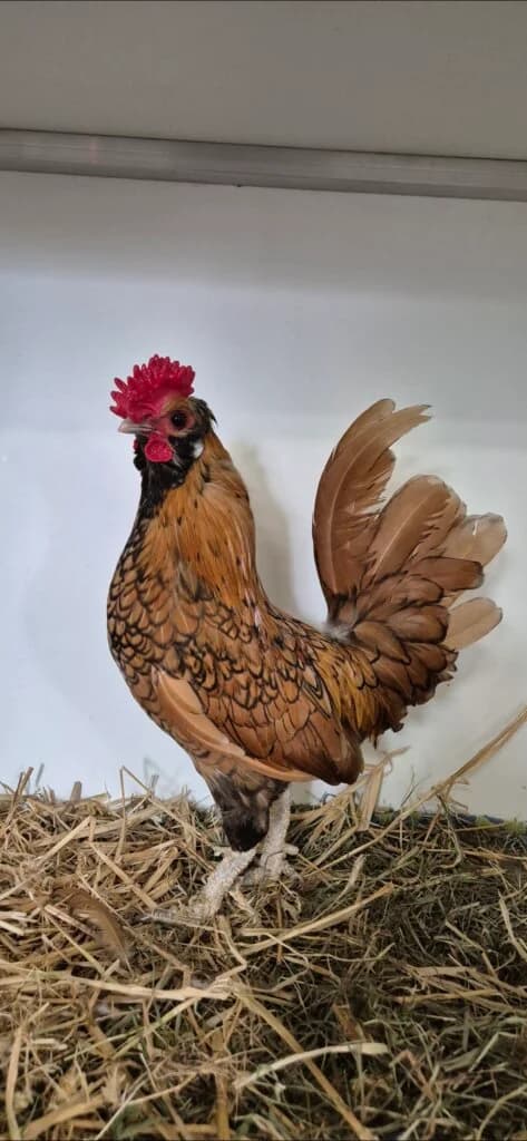 Zwerg Hahn Hans-Werner sucht ein gemeinsames Zuhause mit seinen Damen, male 3yo mixed breed for adoption at Tierheim Düsseldorf, Düsseldorf