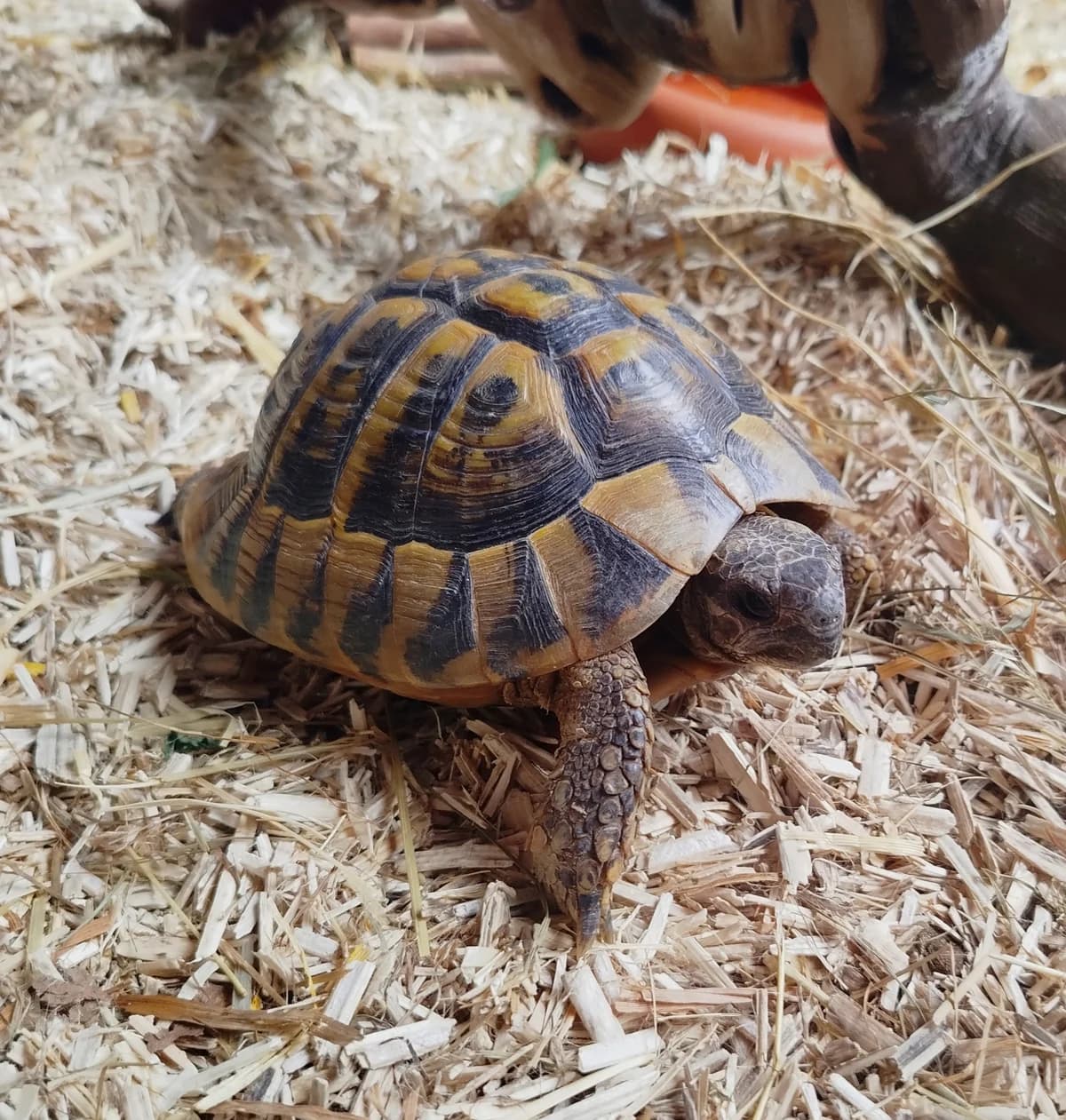 Landschildkröten, mixed breed for adoption at Tierheim Darmstadt, Darmstadt