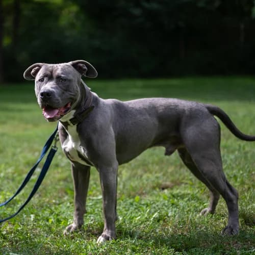 Ragnar, male 3yo Staffordshire Bull Terrier for adoption at Tierheim Darmstadt, Darmstadt