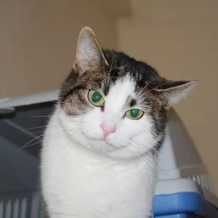Minos, female 7yo European Shorthair for adoption at Tierheim Darmstadt, Darmstadt
