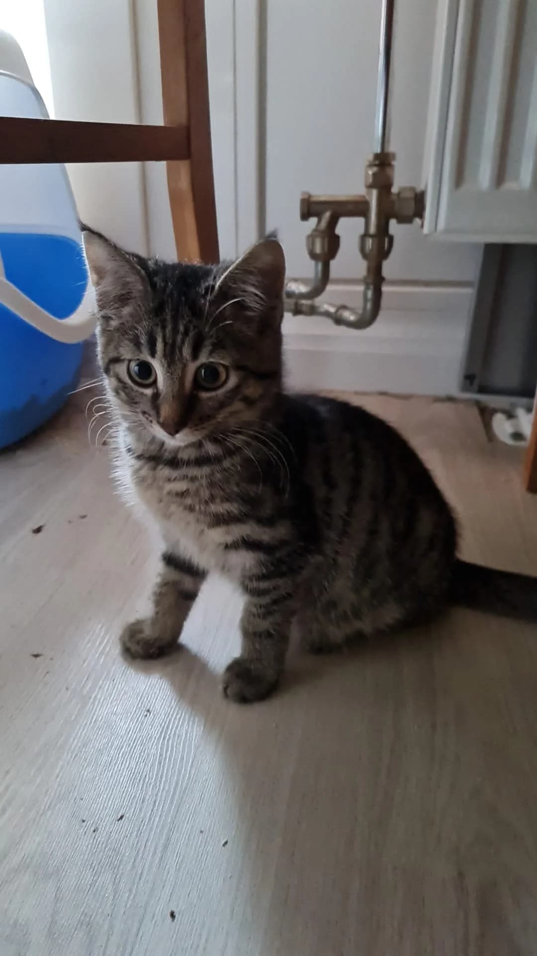 6 Katzenkinder suchen dringend ein zuhause, 5yo Mixed Breed for adoption at Tierschutzverein Wolfsburg