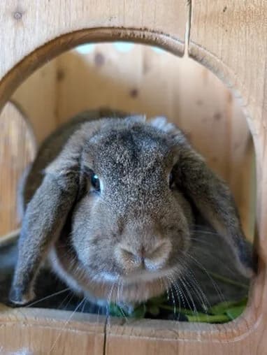 Hazel (wohnt noch im aktuellen Zuhause), female 3yo mixed breed for adoption at Tierheim Düsseldorf, Düsseldorf