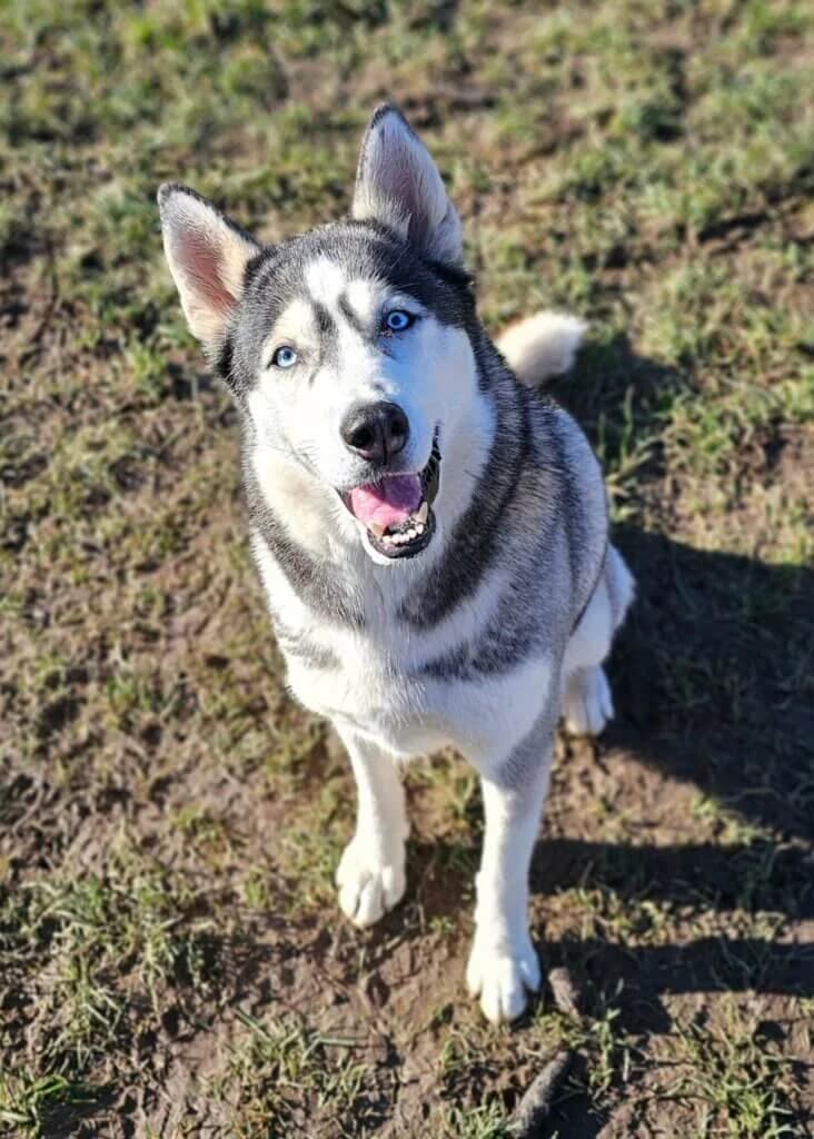 Nova, female 3yo Husky for adoption at Tierheim Düsseldorf, Düsseldorf