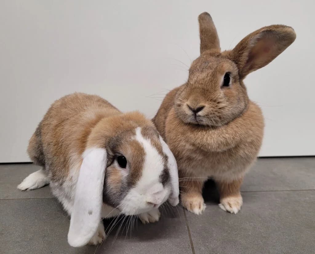 Pedro & Candy, 3yo mixed breed for adoption at Tierheim Düsseldorf, Düsseldorf