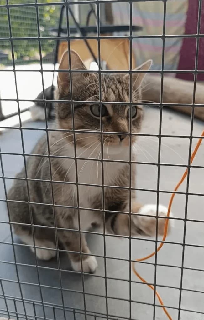 "Karate-" Coco 🍀, female 3yo mixed breed for adoption at Tierheim Düsseldorf, Düsseldorf