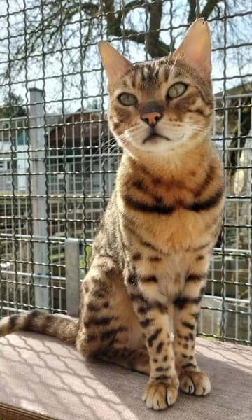 Armani, male 6yo Bengal for adoption at Tierheim Stuttgart, Stuttgart