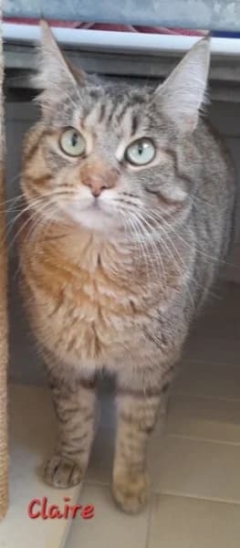 Claire, female 3yo European Shorthair for adoption at Tierheim Stuttgart, Stuttgart