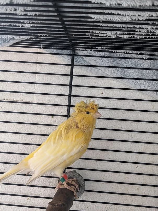 Nico, male mixed breed for adoption at Tierheim Darmstadt, Darmstadt