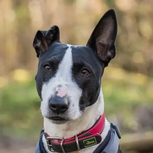Bella (Zuhause und Paten gesucht), female senior Bull Terrier for adoption at Tierheim Köln, Cologne