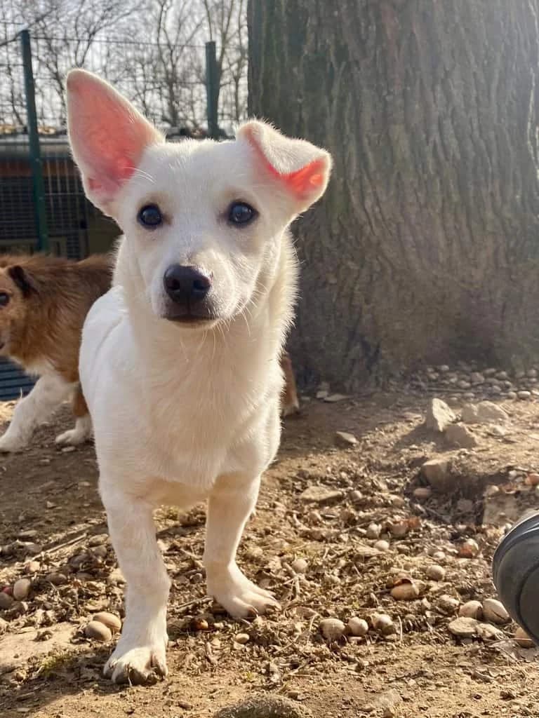 Billy, male Mixed Breed for adoption at Tierheim Siegen, Siegen