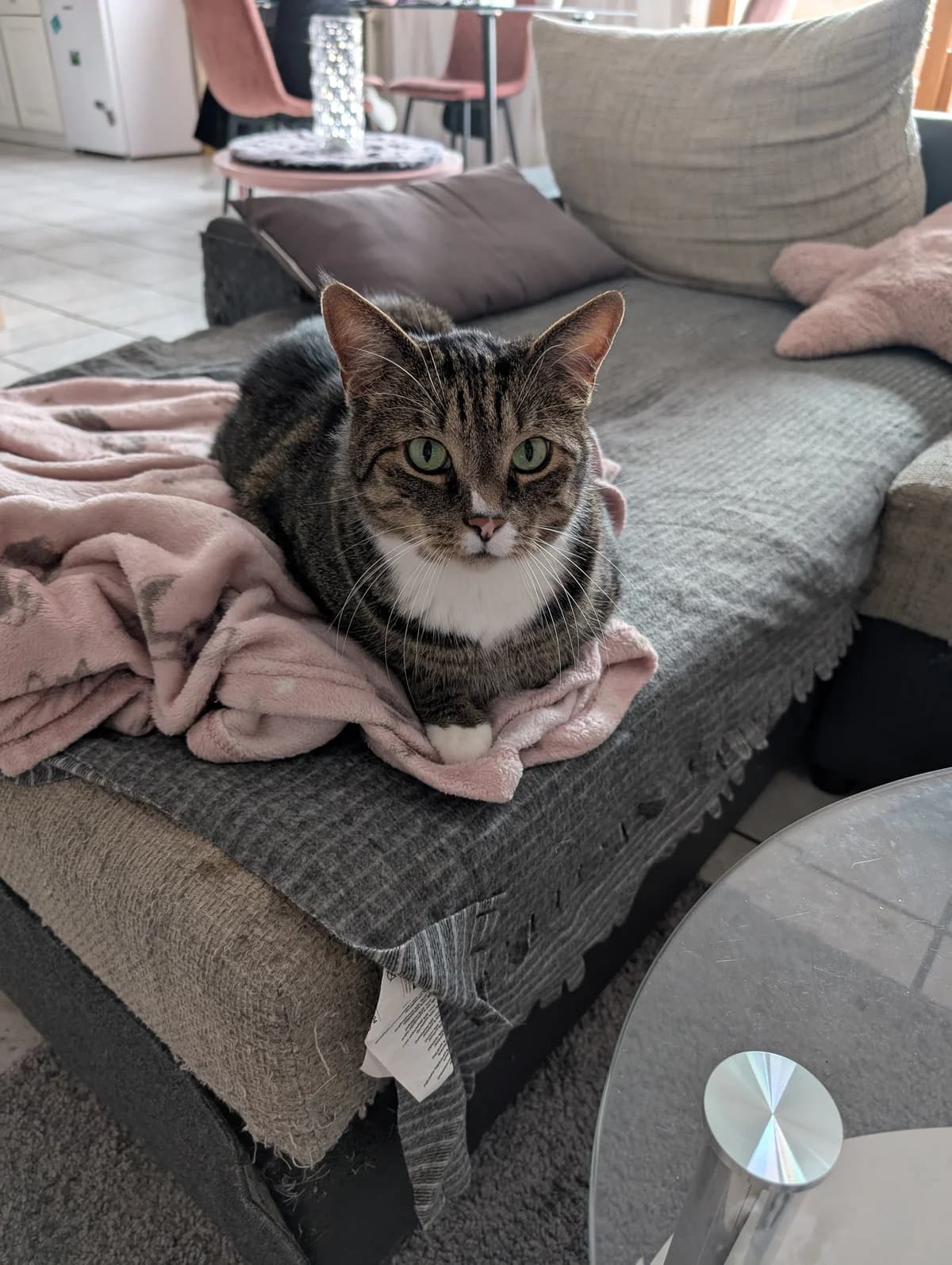 Charly, senior Mixed Breed Cat for adoption at Tierheim Paderborn, Paderborn