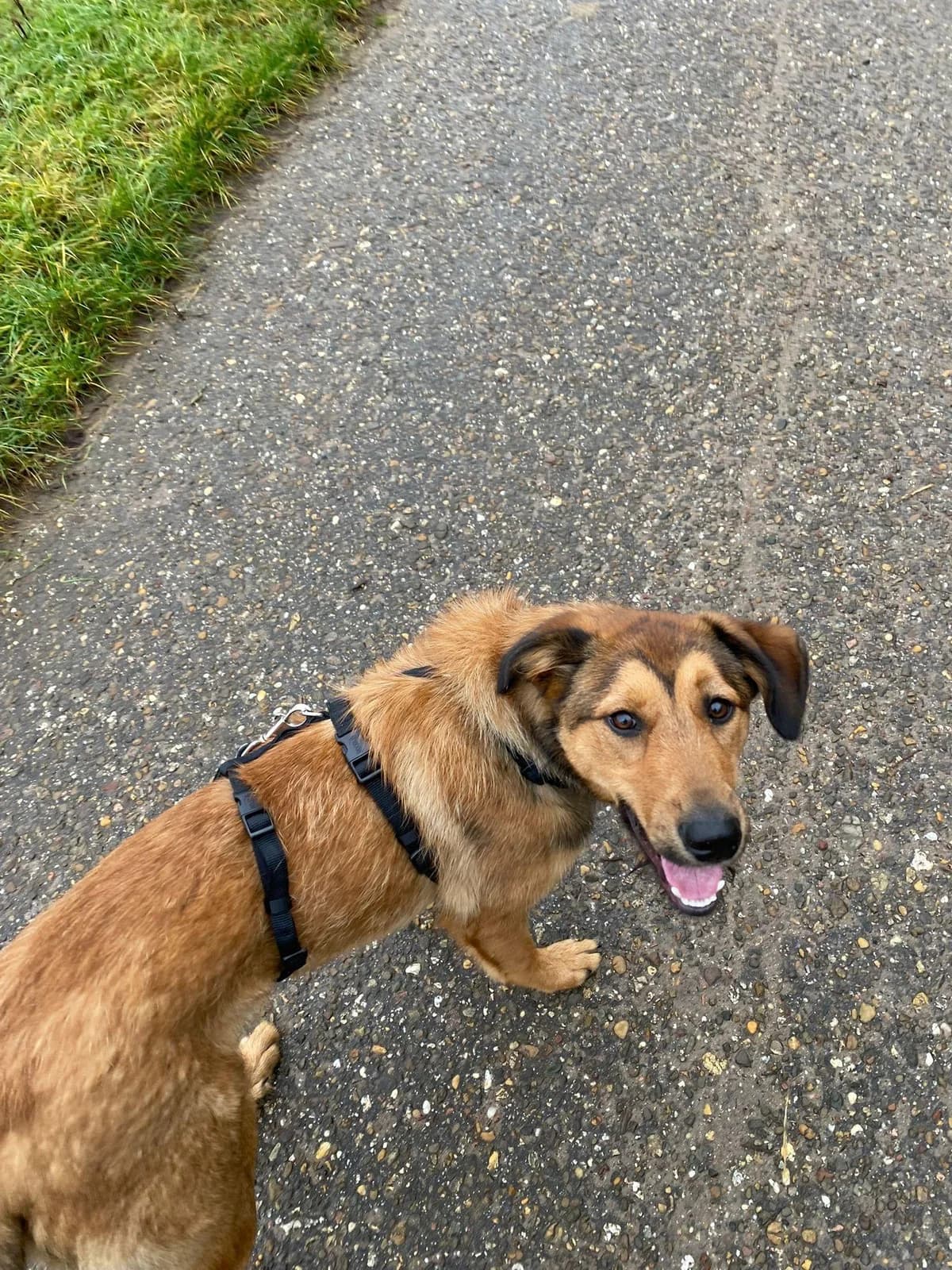 BΓRLI, male young Mixed Breed for adoption at 4 Happy Paws e.V., Saal an der Donau