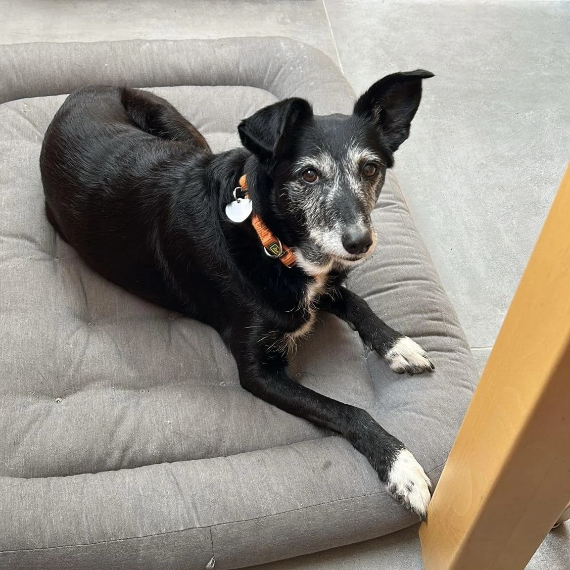 MILLI, female senior Mixed Breed for adoption at 4 Happy Paws e.V., Saal an der Donau