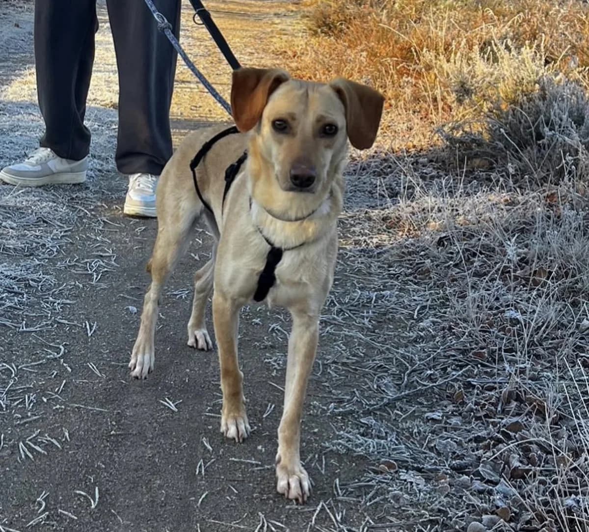 LIMA, female 3yo Mixed Breed for adoption at 4 Happy Paws e.V., Saal an der Donau