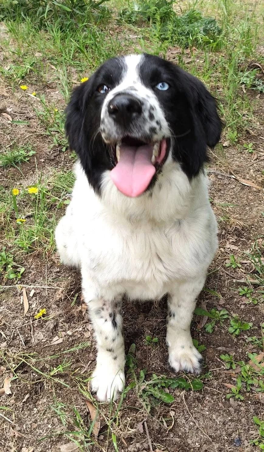 Priya, female 3yo Mixed Breed for adoption at 4 Happy Paws e.V., Saal an der Donau