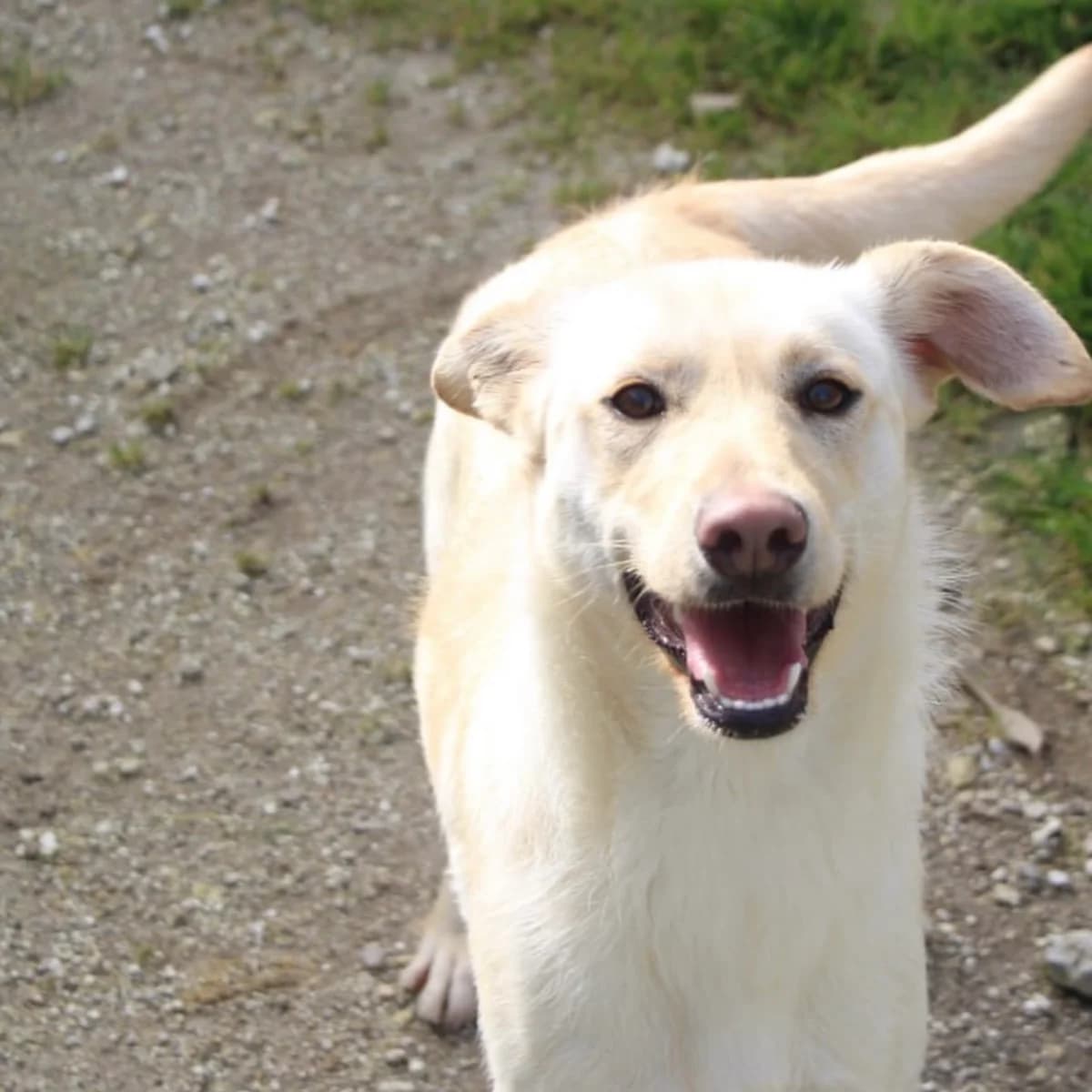 ALMA, female 3yo Mixed Breed for adoption at 4 Happy Paws e.V., Saal an der Donau