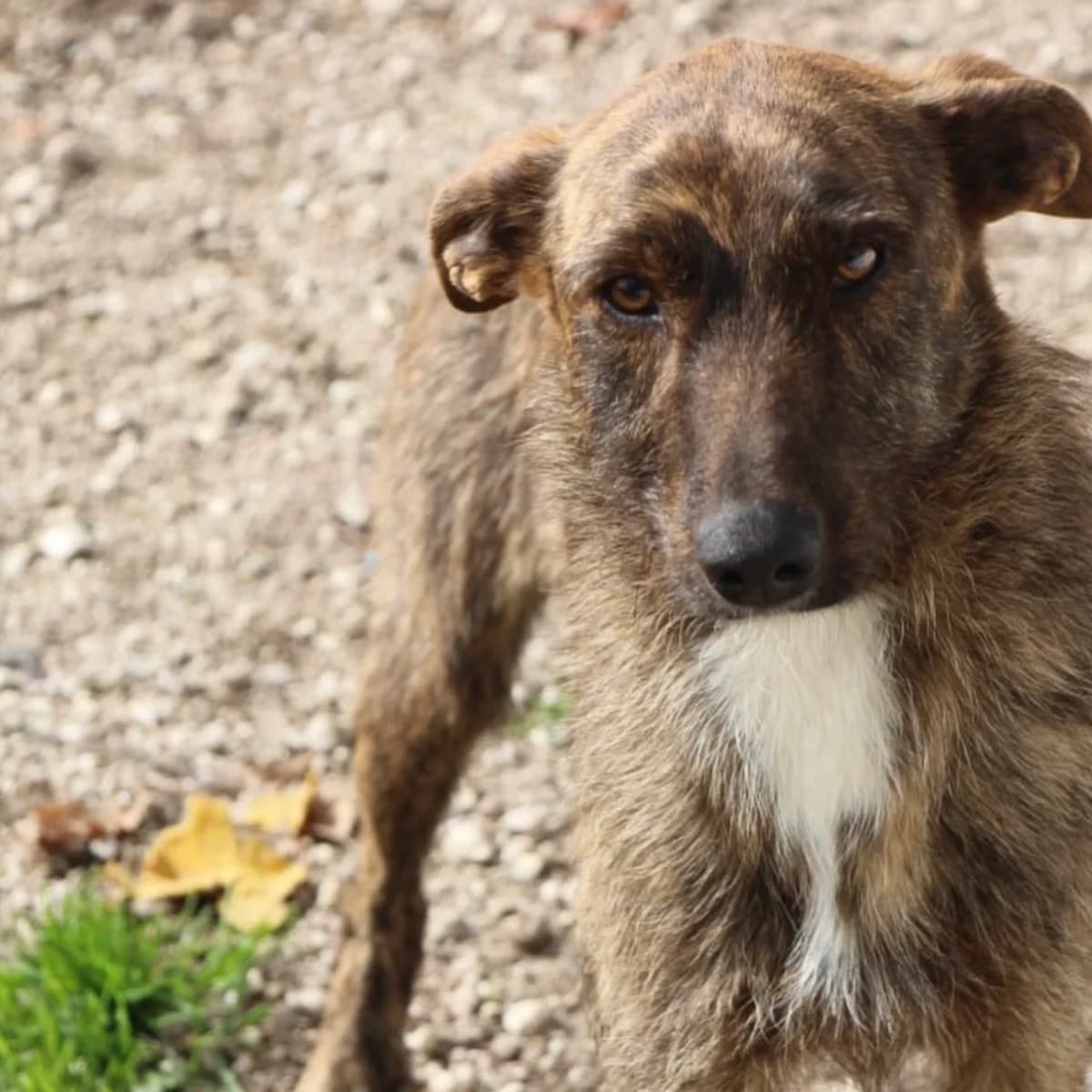 JUNO, female young mixed breed for adoption at 4 Happy Paws e.V., Saal an der Donau