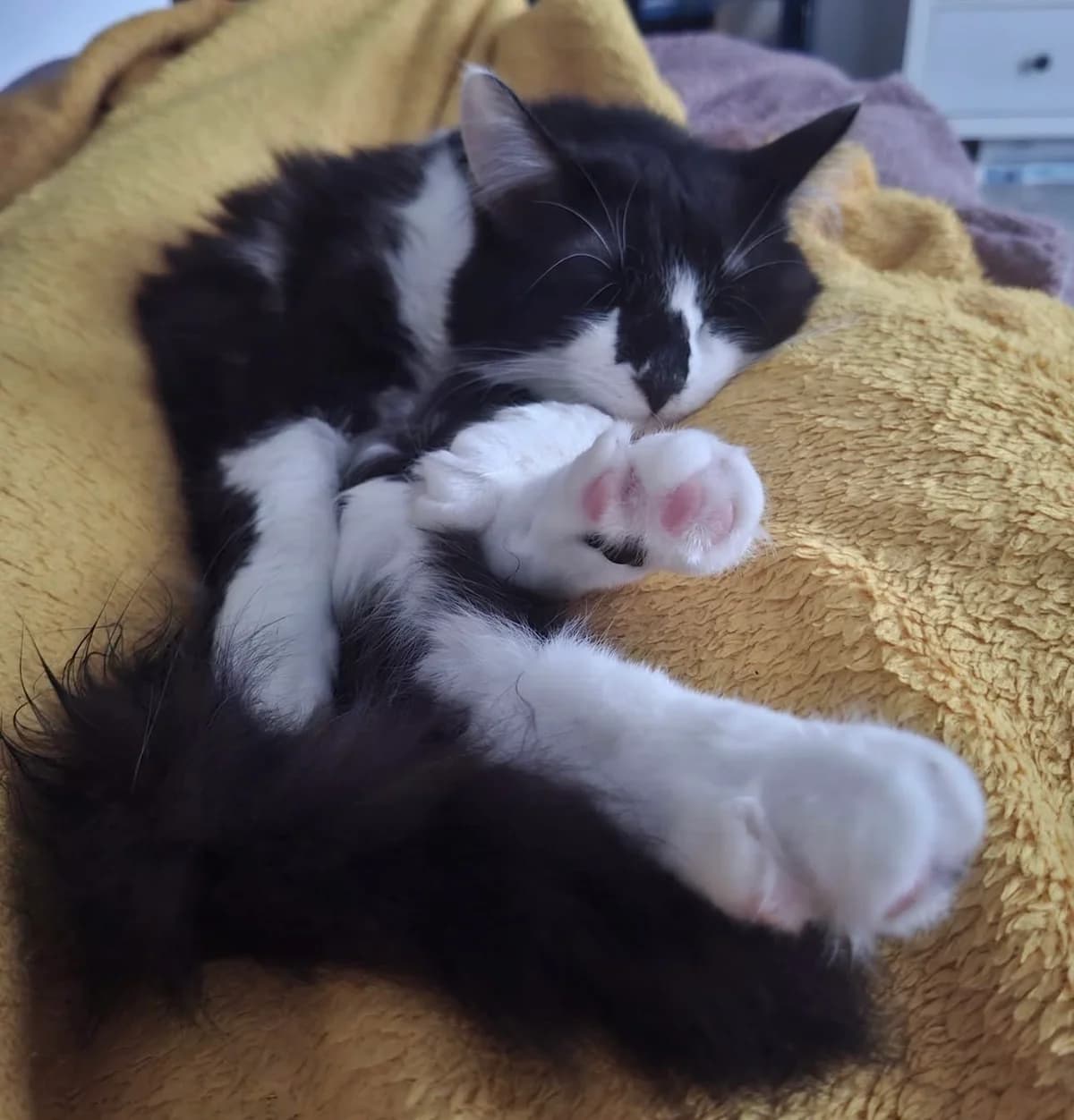 PINSEL, male young European Shorthair for adoption at 4 Happy Paws e.V., Saal an der Donau