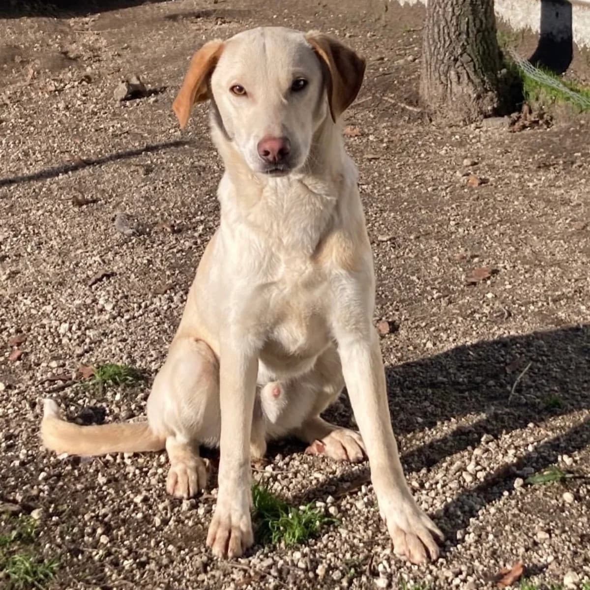 Otis, male 3yo Labrador Retriever for adoption at 4 Happy Paws e.V., Saal an der Donau