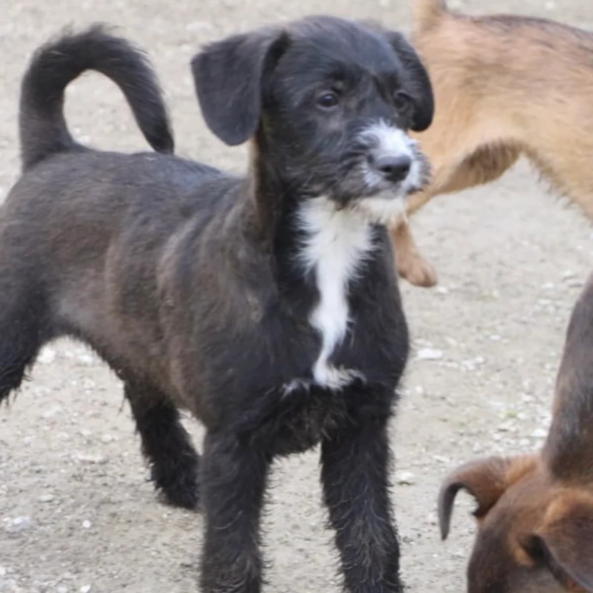 EMILIO, male puppy Mixed Breed for adoption at 4 Happy Paws e.V., Saal an der Donau