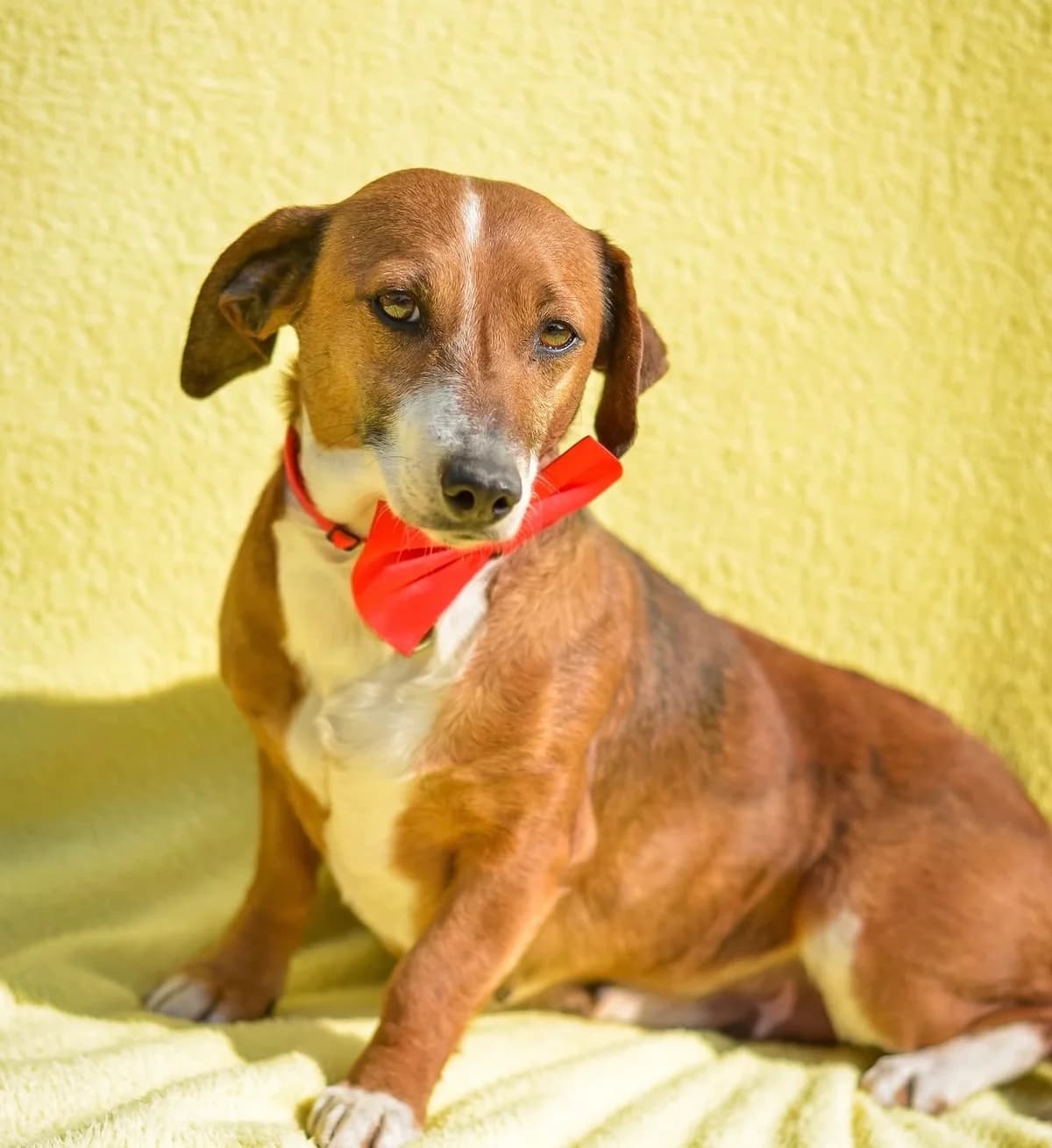 DOROTHY, female 3yo Dachshund for adoption at 4 Happy Paws e.V., Saal an der Donau