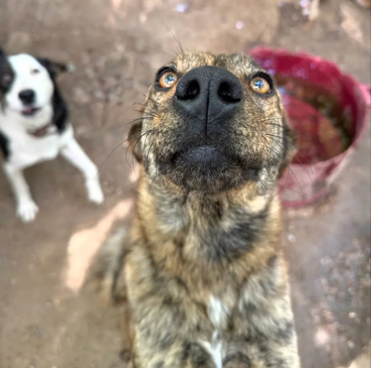 Willow, female 3yo Mixed Breed for adoption at 4 Happy Paws e.V., Saal an der Donau