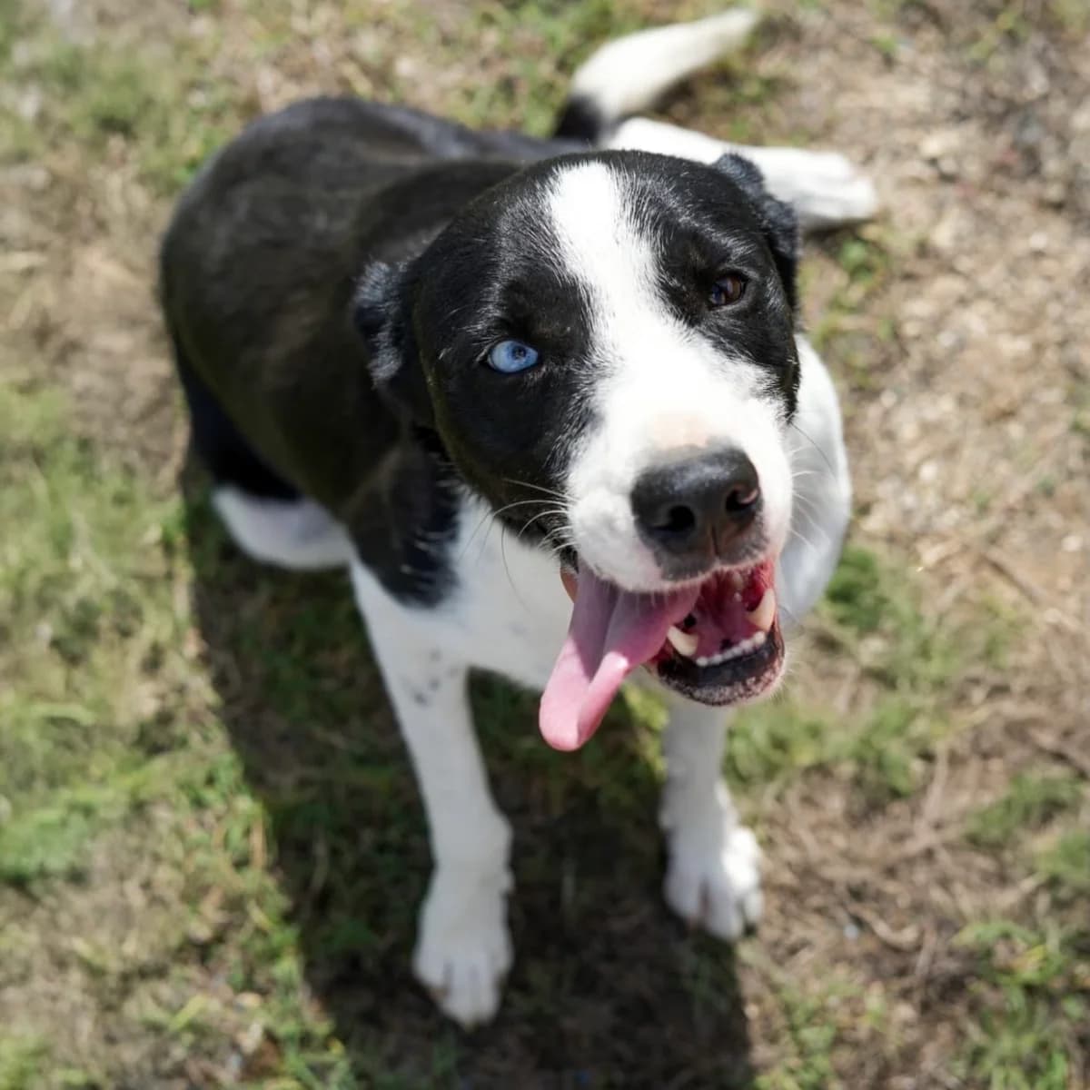 KUBY, male 4yo Mixed Breed for adoption at 4 Happy Paws e.V., Saal an der Donau