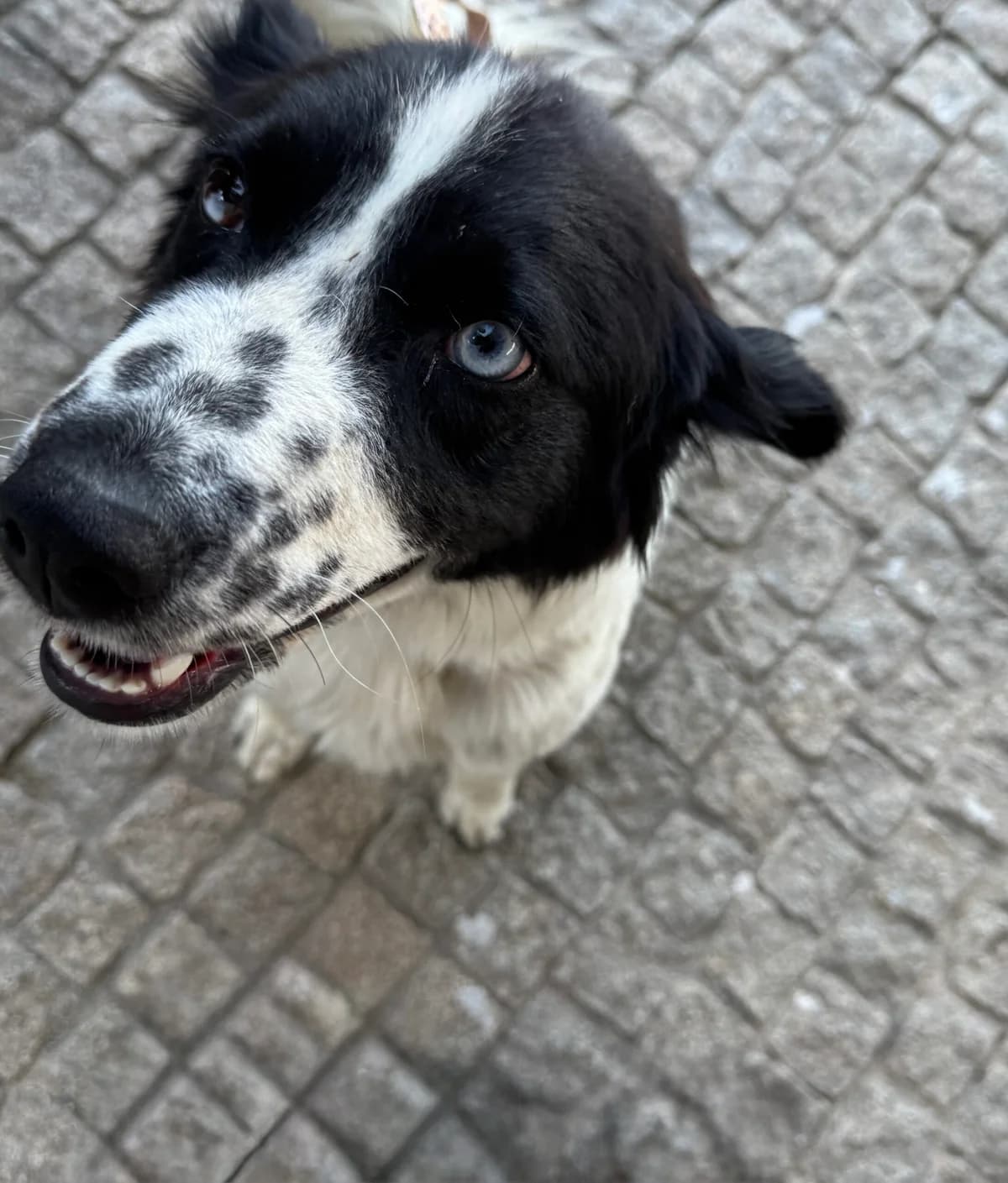 PRIYA, female puppy Mixed Breed for adoption at 4 Happy Paws e.V., Saal an der Donau