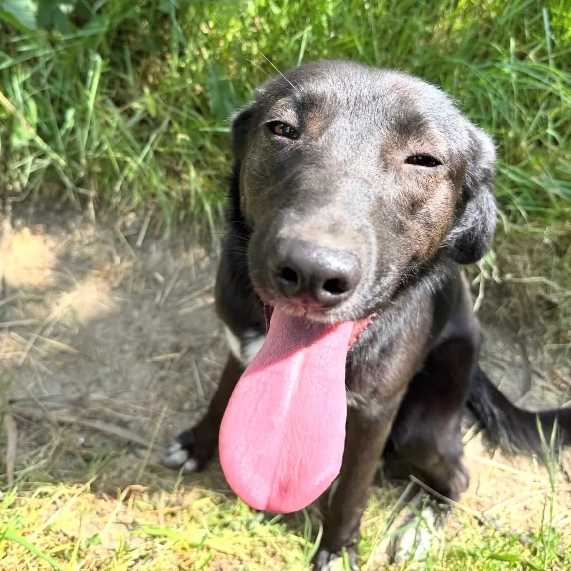 STELLA, female young Mixed Breed for adoption at 4 Happy Paws e.V., Saal an der Donau