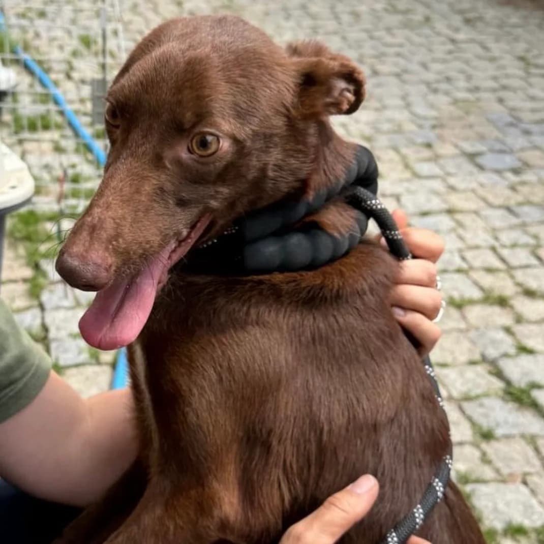 LUIS, female young mixed breed for adoption at 4 Happy Paws e.V., Saal an der Donau