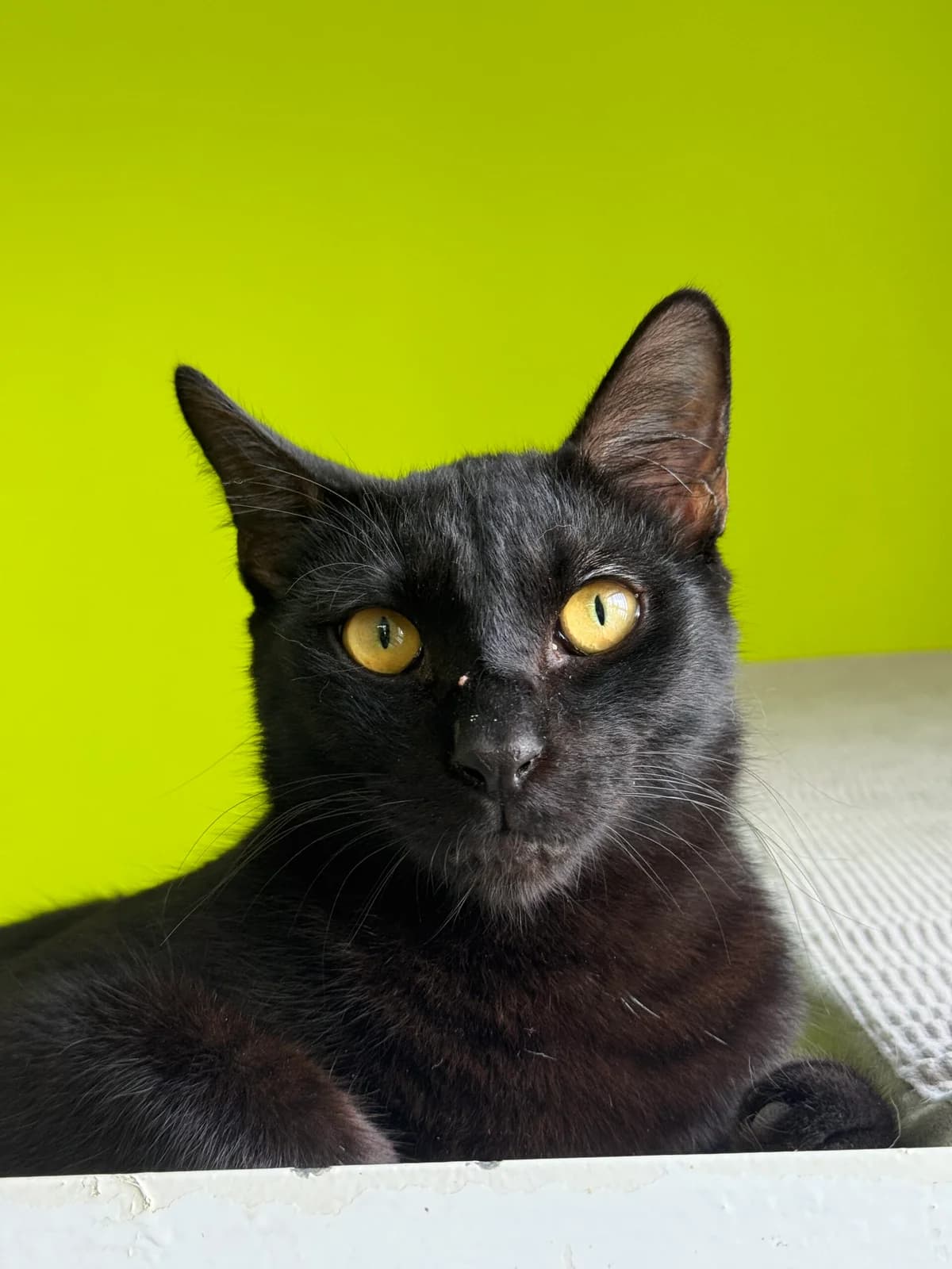BRUCE, male young European Shorthair for adoption at 4 Happy Paws e.V., Saal an der Donau