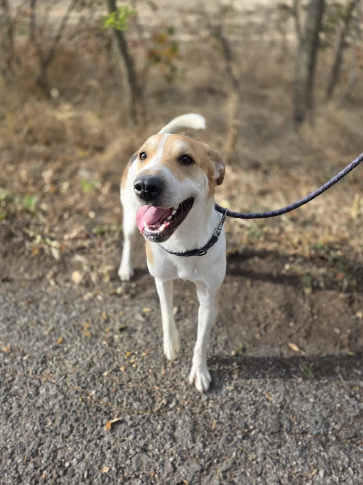 Kenny, 3yo Mixed Breed for adoption at 4 Happy Paws e.V., Saal an der Donau