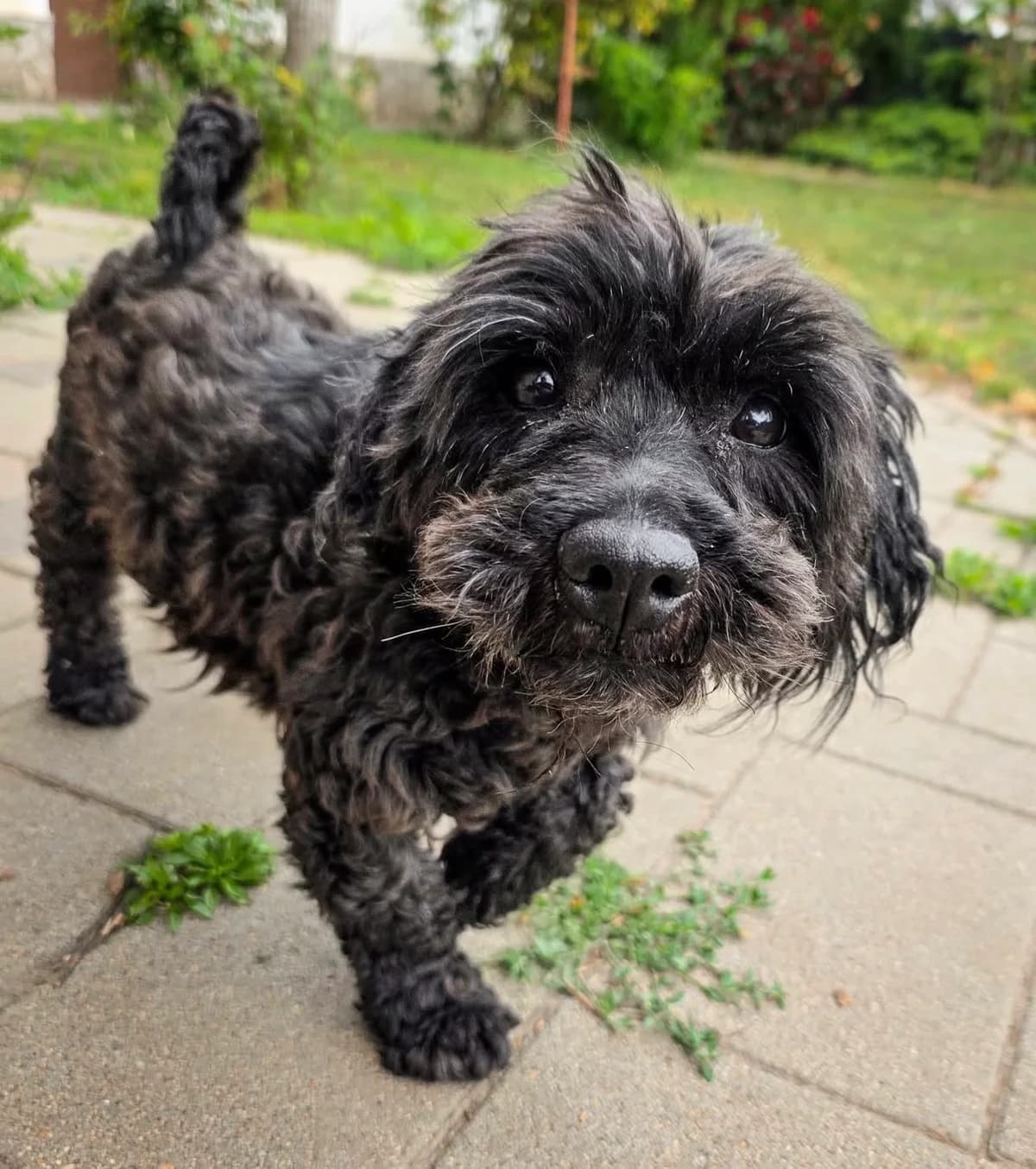 MACI, male 5yo Poodle for adoption at 4 Happy Paws e.V., Saal an der Donau